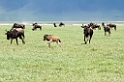 Ngorongoro Gnu01